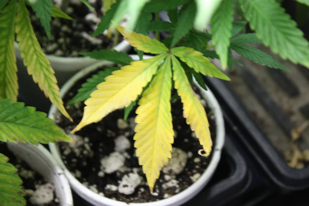 Young potted cannabis plant with yellowing fan leaves