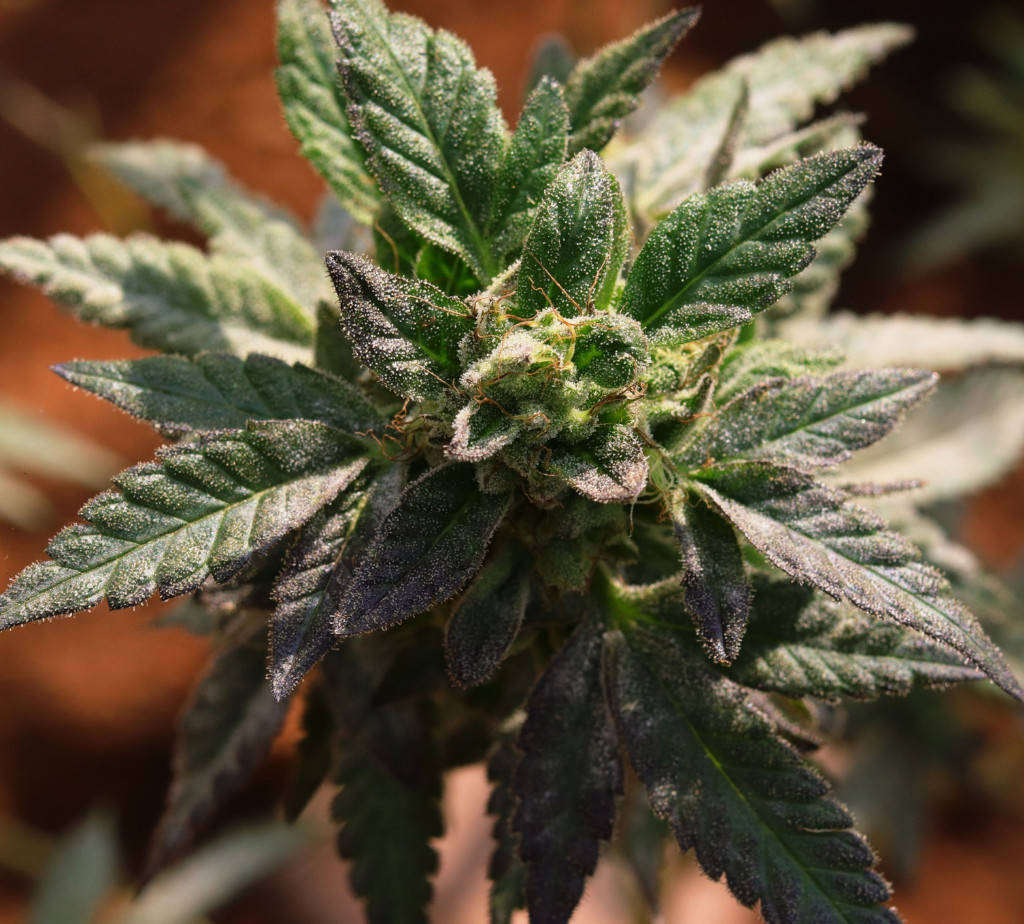 upclose of a cannabis plant
