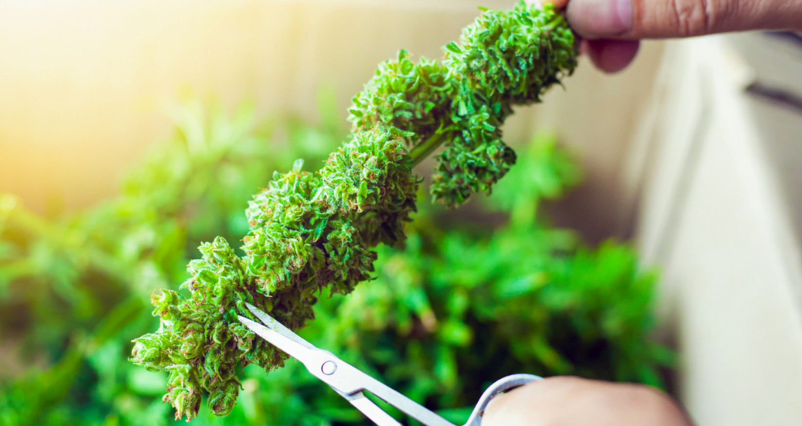 cannabis bud being trimmed
