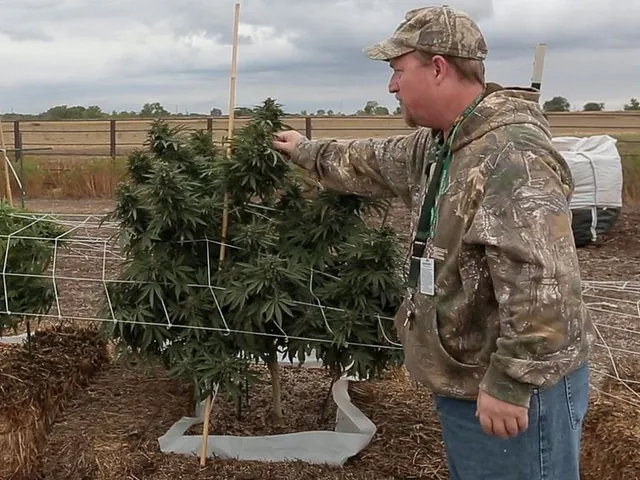 Cannabis 101 course