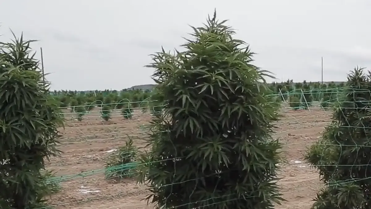 Gorilla Biscuit Strain: Effects, Indica or Sativa, THC & Grow Info